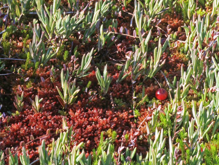 Rosmarinheide (Andromeda polifolia) und Moosbeere (Vaccinium oxycoccos) auf Torfmoos (Sphagnum sp.), © Joachim Kaschek