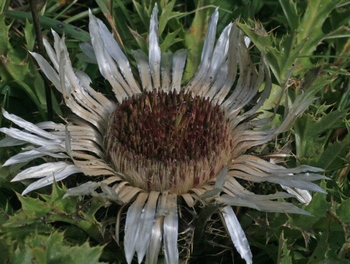 Silberdistel (Carlina acaulis), eine Charakterart extensiv beweideter Buckelfluren, © Joachim Kaschek