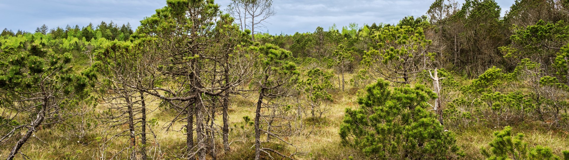 Moor, © Stadt Geretsried