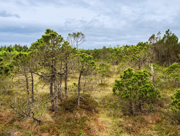 Moor, © Stadt Geretsried