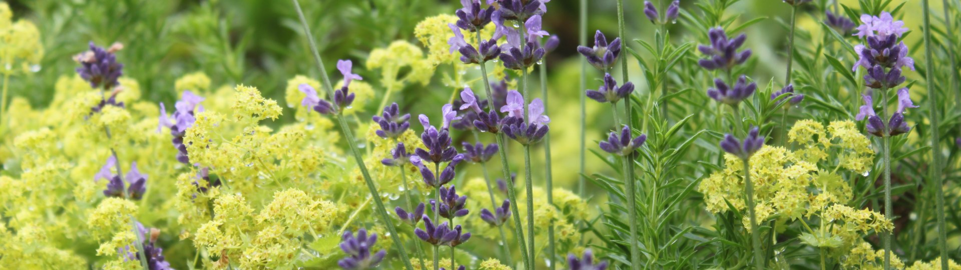 Lavendel und Frauenmantel, © Kräuter Erlebnis Region Tölzer Land