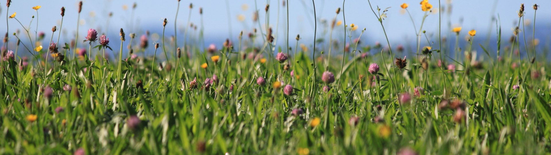 Kräuterwiese im Sommer, © Kräuter Erlebnis Region Tölzer Land