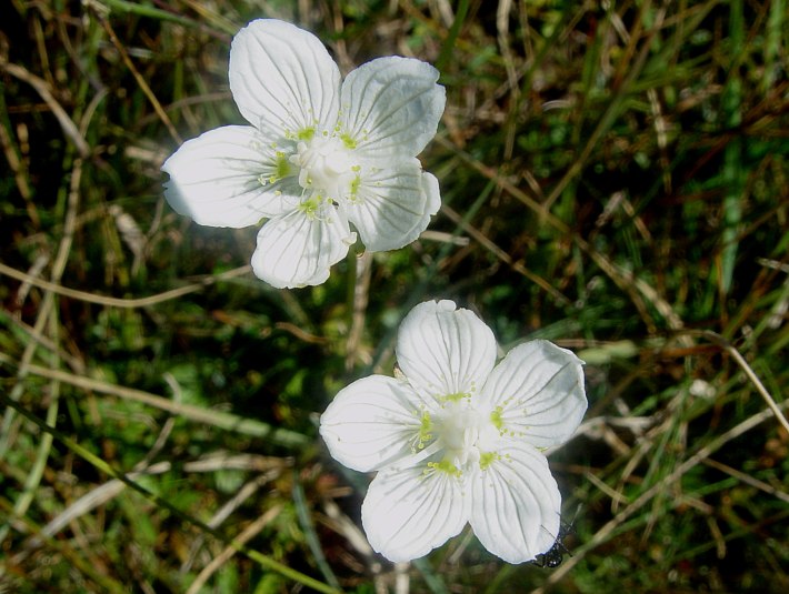 Sumpf-Herzblatt (Parnassia palustris), © Joachim Kaschek